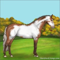 Horse Color:Silver Bay Roan Frame 