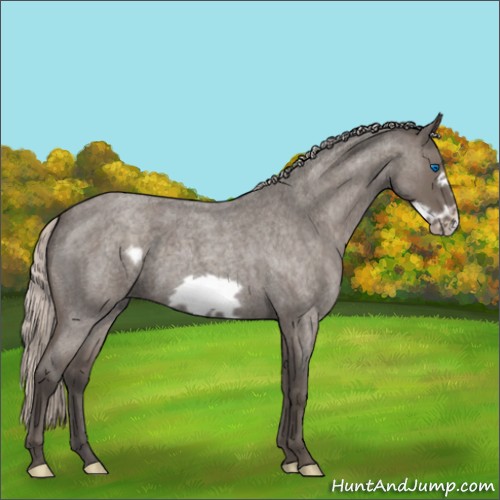 Horse Color:Silver Blue Roan Frame 