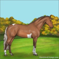 Horse Color:Silver Bay Roan Tobiano 