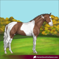 Horse Color:Silver Black Splash Tobiano 