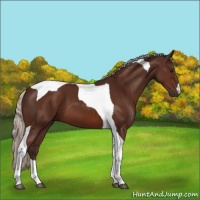 Horse Color:Silver Brown Tobiano 