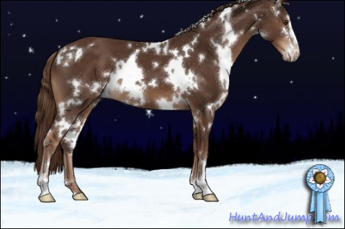 Horse Color:White Spotted Liver Chestnut Sabino