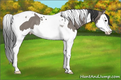 Horse Color:Grullo Splash Tobiano Rabicano 