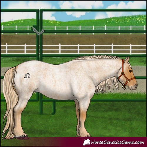 Horse Color:Palomino Roan Frame 