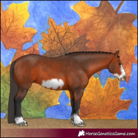 Horse Color:Bay Frame 