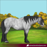 Horse Color:Blue Roan Frame Rabicano 
