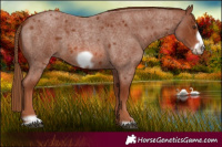 Horse Color:Red Roan Frame