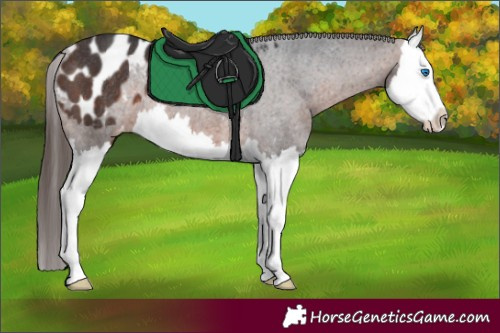 Horse Color:Brown Splash Appaloosa Rabicano 