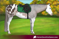 Horse Color:Brown Splash Appaloosa Rabicano 