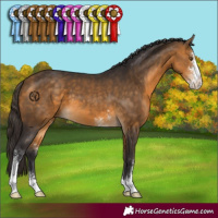 Horse Color:Buckskin Sabino