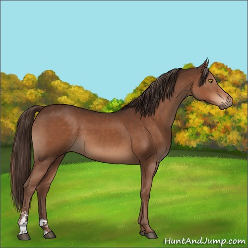 Horse Color:Liver Chestnut Sabino 