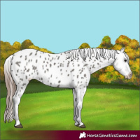 Horse Color:Grullo Near Leopard 