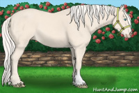 Horse Color:Cremello 