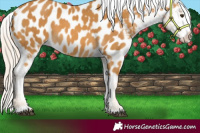 Horse Color:Palomino Appaloosa 