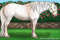 Horse Color:Gray Cremello 