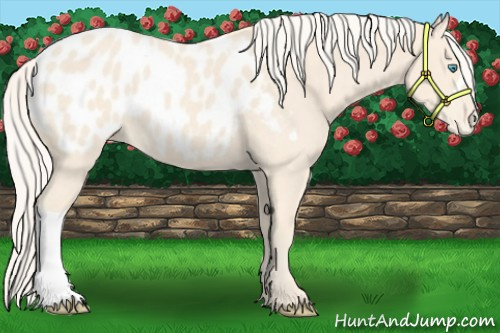 Horse Color:Cremello Appaloosa