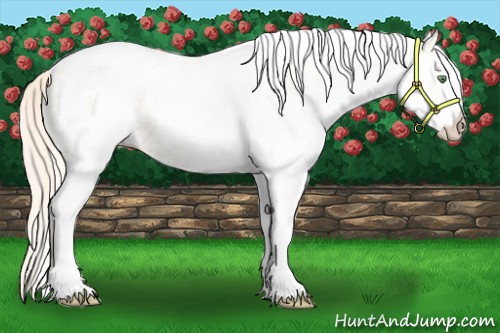 Horse Color:White Spotted Gold Cream Champagne