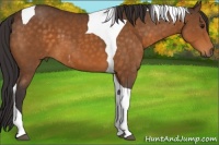 Horse Color:Buckskin Tobiano 
