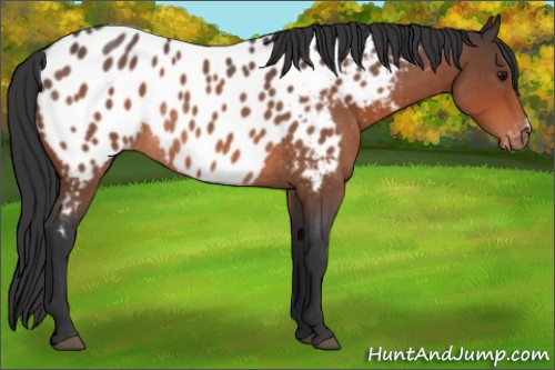 Horse Color:Bay Roan Blanket Rabicano