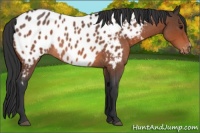 Horse Color:Bay Roan Appaloosa Rabicano