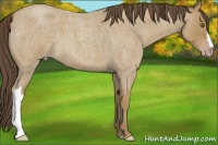 Horse Color:Classic Cream Champagne Roan 