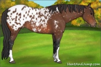Horse Color:Bay Appaloosa 