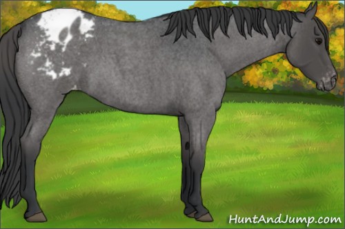 Horse Color:Blue Roan Appaloosa 