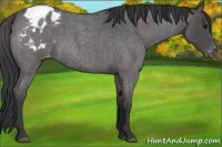 Horse Color:Blue Roan Appaloosa 