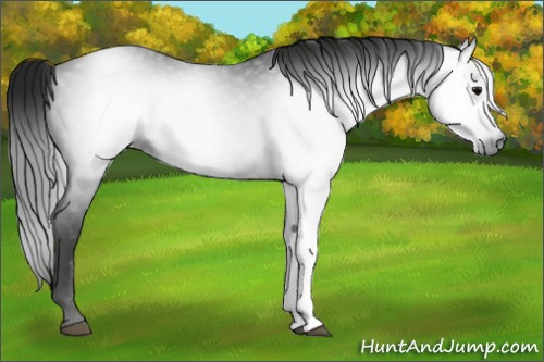 Horse Color:Gray Black 