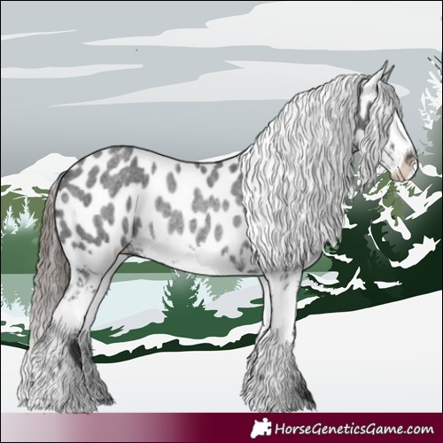 Horse Color:Blue Roan Splash Appaloosa Rabicano 