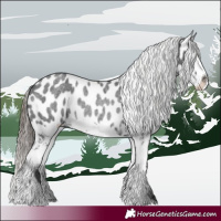 Horse Color:Blue Roan Splash Appaloosa Rabicano 