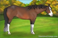 Horse Color:Bay Splash 