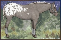 Horse Color:Silver Blue Roan Appaloosa