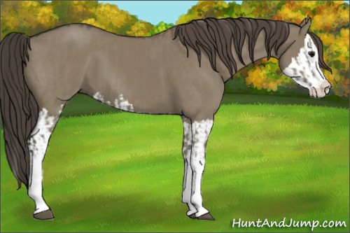Horse Color:Smoky Grullo Sabino Splash  and Smoky Grullo Sabino Splash 