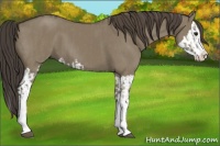 Horse Color:Smoky Grullo Sabino Splash  and Smoky Grullo Sabino Splash 