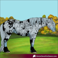 Horse Color:ERROR: UNKNOWN ANOMALY