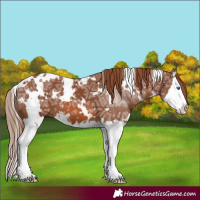 Horse Color:White Spotted Chestnut Ice Splash 