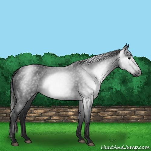 Horse Color:Gray Black 