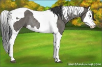 Horse Color:Grullo Splash Tobiano Rabicano