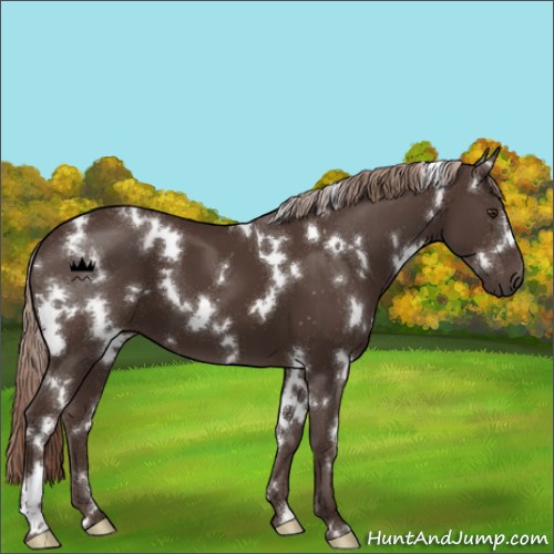 Horse Color:White Spotted Liver Chestnut