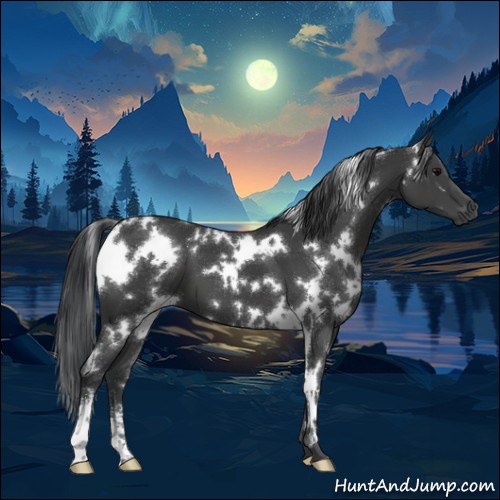 Horse Color:White Spotted Black Sabino 