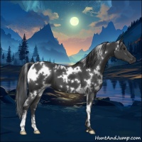 Horse Color:White Spotted Black Sabino