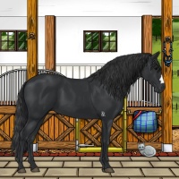 Horse Color:Black 