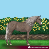 Horse Color:Silver Black 