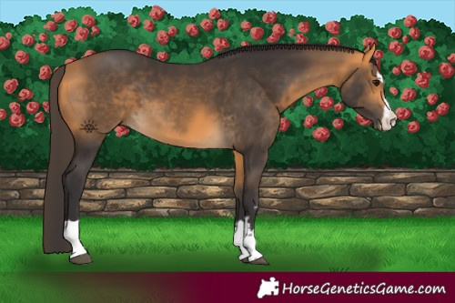 Horse Color:Buckskin 