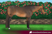 Horse Color:Buckskin 