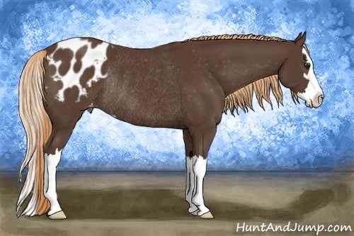 Horse Color:Liver Chestnut Sabino Splash Appaloosa Rabicano 