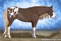 Horse Color:Liver Chestnut Sabino Splash Appaloosa Rabicano