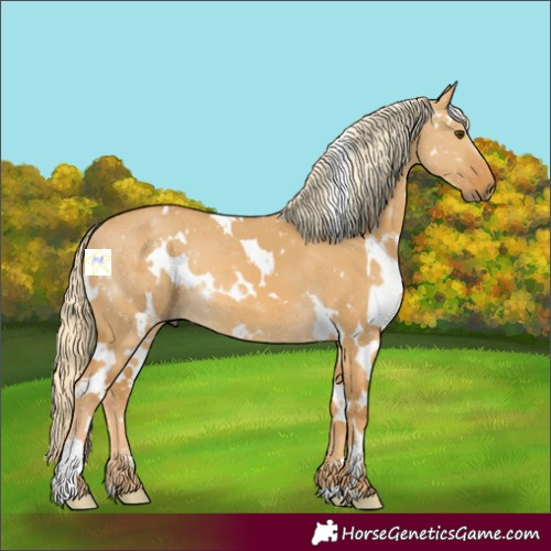 Horse Color:White Spotted Palomino Dun 