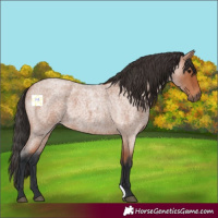 Horse Color:Bay Roan 